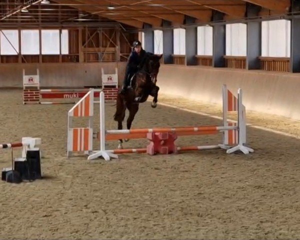 horse Cullido (Austrian Warmblood, 2020, from Cullinan du Borget B)