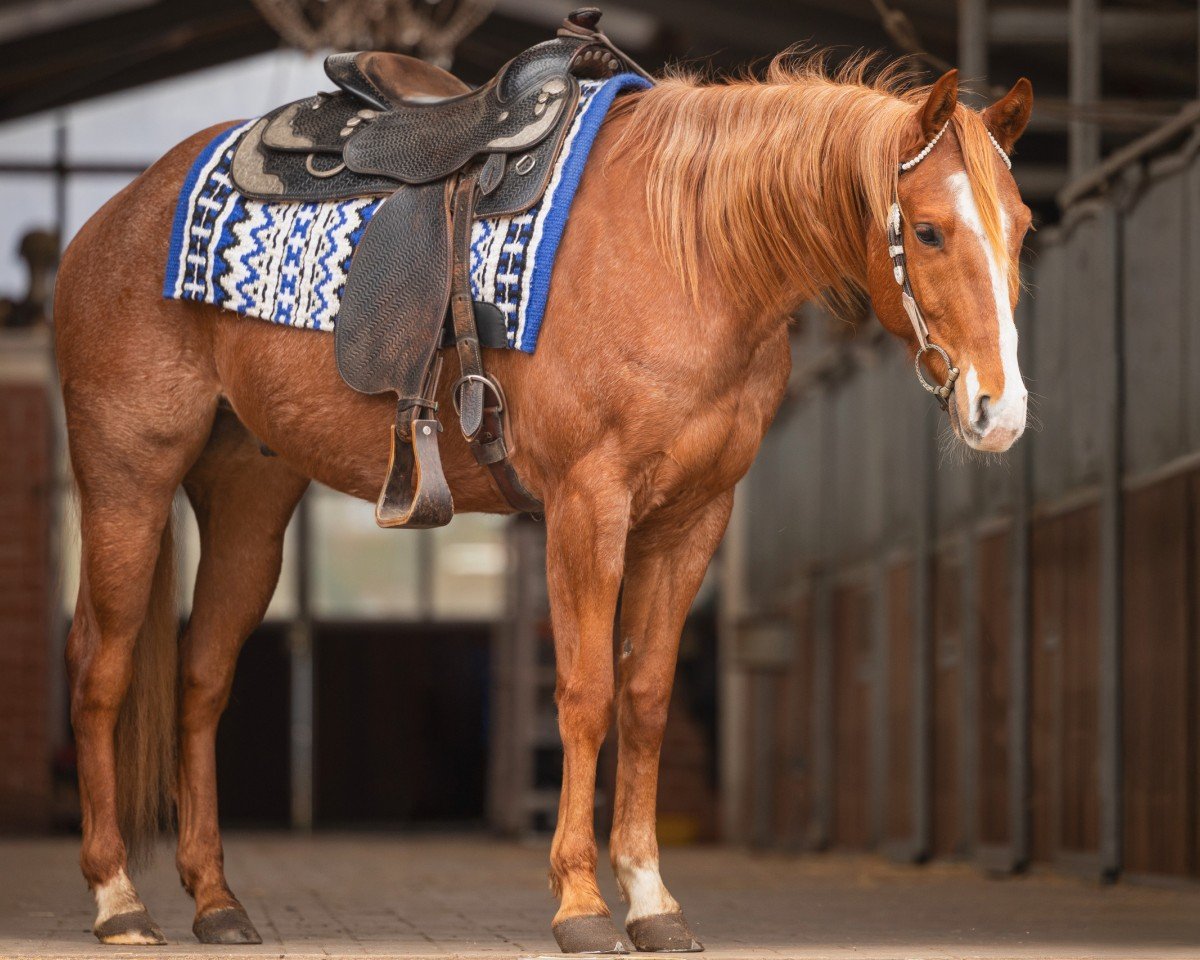 horse Henry (Quarter Horse, 2019)