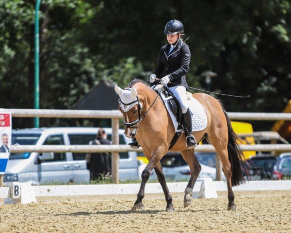 Cavallo da Dressage Mäckes (Pony da Sella Tedesco, 2006, di Mac Duncan)