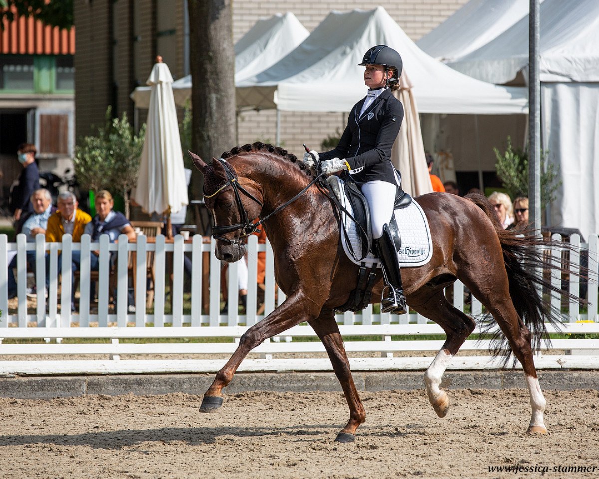 Deckhengst Golden Romance Malleret PS (Oldenburger, 2015, von Governor-Str)