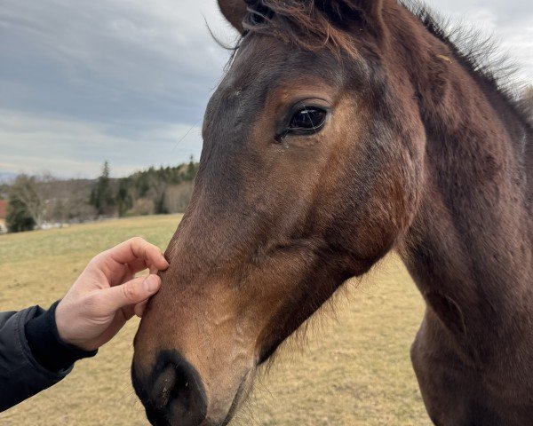 Pferd Cordona KE (Österreichisches Warmblut, 2024, von Cornet Obolensky)