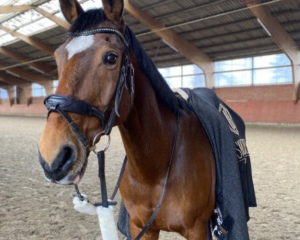 horse Donatello 164 (Hanoverian, 2008, from Daddy Cool)