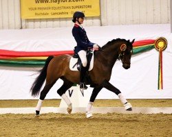 Pferd Bernwode Broadway (British Riding Pony, 2006, von Bernwode Brokat)
