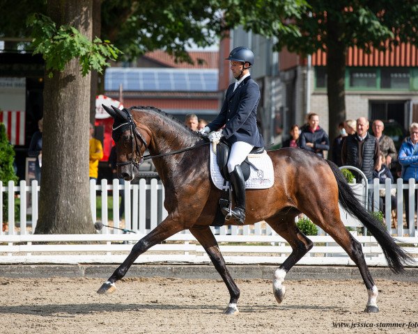 stallion Quiraz (Holsteiner, 2015, from Quaterback)