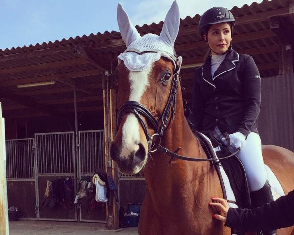 dressage horse Panarea (Hanoverian, 1995, from Prince Thatch xx)