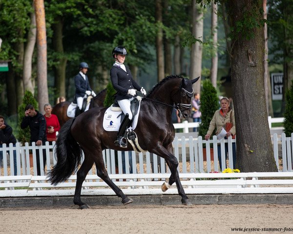 Dressurpferd Greyson (Oldenburger, 2015, von Grey Flanell)