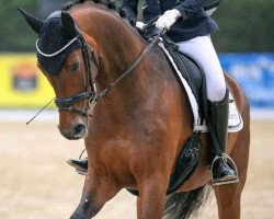 dressage horse Sam 1164 (Westphalian, 2016, from Sir Heinrich OLD)