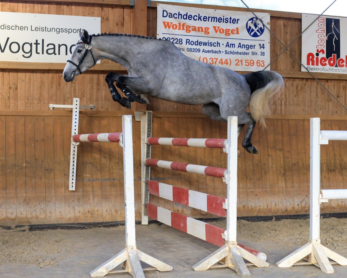 jumper Daenerys Sturmtochter 3 (Holsteiner, 2020, from Diago 22)