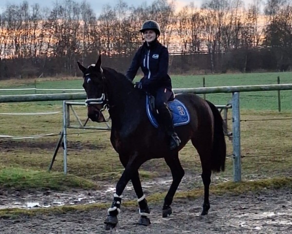 jumper Claire Gaby (Westphalian, 2013, from Cayetano L)