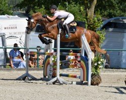 Springpferd Happy Pleasure (Zangersheide Reitpferd, 2017, von Hapilly du Seigneur)