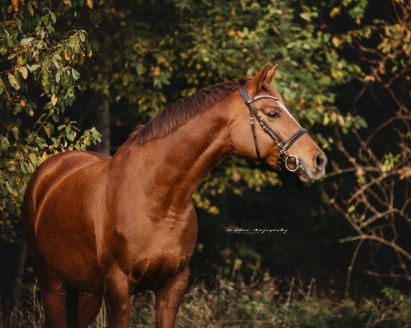 jumper Libelle 308 (Bavarian, 2010, from Fandsy AA)