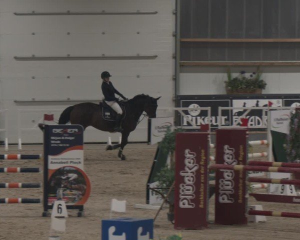 Reitturnier Borken (Hessen) 2025