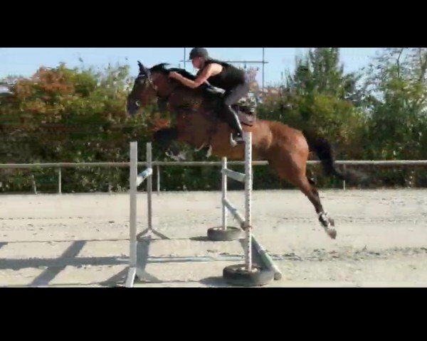 jumper Ayitano (German Sport Horse, 2014, from Askano)