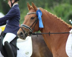 dressage horse Holsteins Jojo (German Riding Pony, 2007, from Fs Disagio)