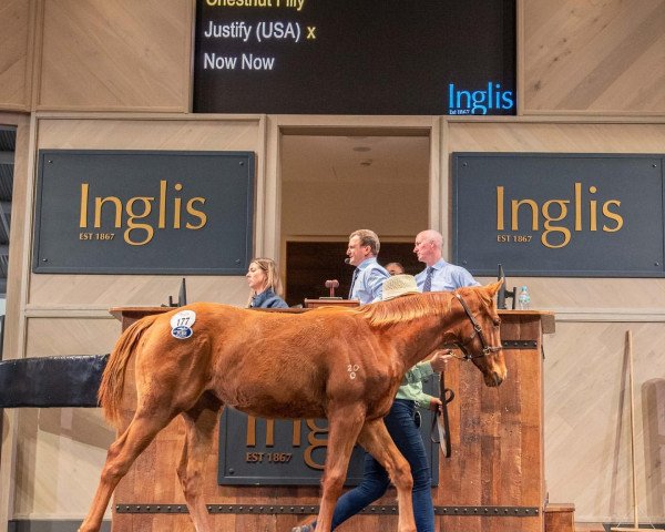 horse Stute von Justify xx (Thoroughbred, 2020, from Justify xx)