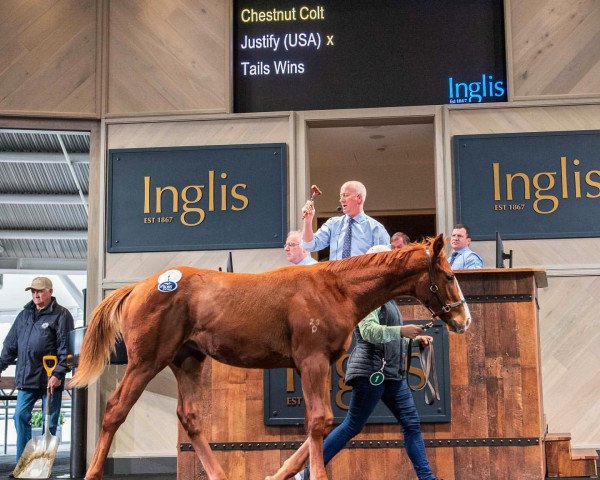 horse Hengst von Justify xx (Thoroughbred, 2020, from Justify xx)