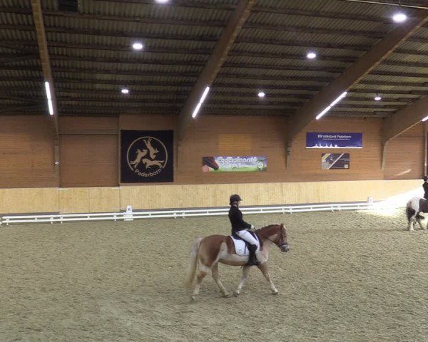 Reitturnier Paderborn 2021