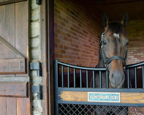 stallion Flintshire xx (Thoroughbred, 2010, from Dansili xx)