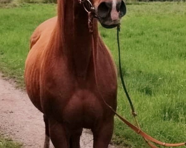 horse Apfelblüte (German Warmblood, 2008, from Abolino) horse Apfelblüte (German Warmblood, 2008, from Abolino)