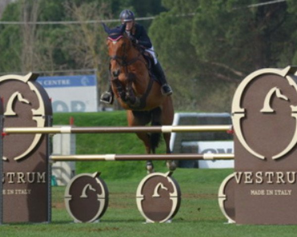 jumper Brandy Sugar Skb (Belgium Sporthorse, 2007, from Nabab de Rêve)