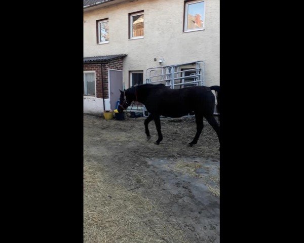 Video of Fleur (von Hohenstein)