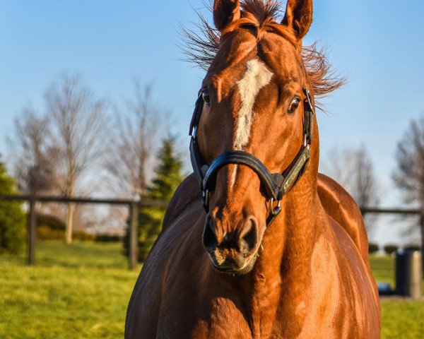 Deckhengst Curlin xx (Englisches Vollblut, 2004, von Smart Strike xx)