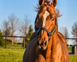 stallion Curlin xx (Thoroughbred, 2004, from Smart Strike xx)