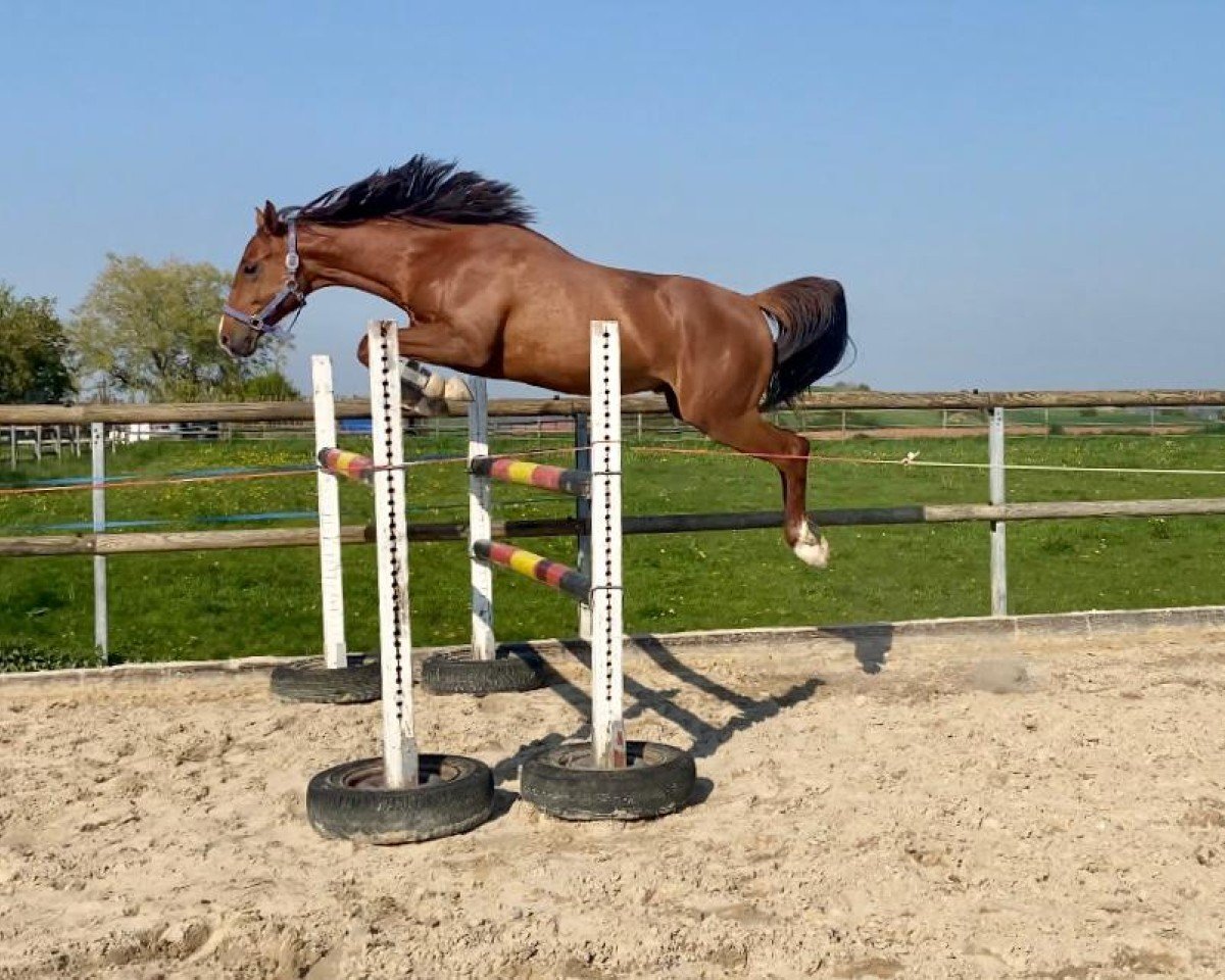 horse Brios To (German Warmblood, 2020, from Baggio 17)