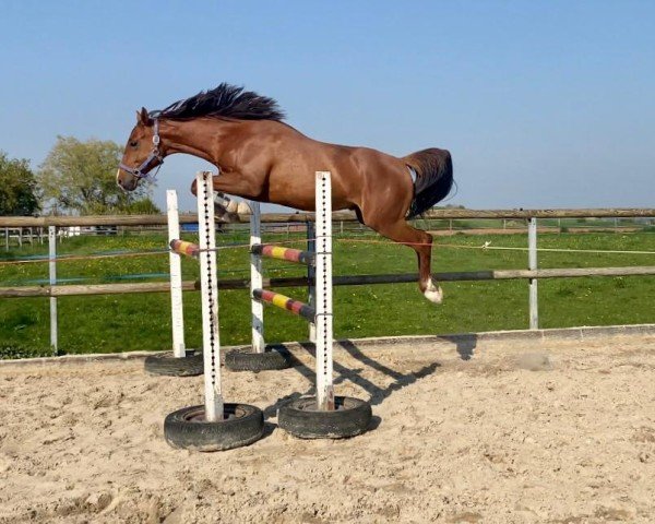 horse Brios To (German Warmblood, 2020, from Baggio 17)