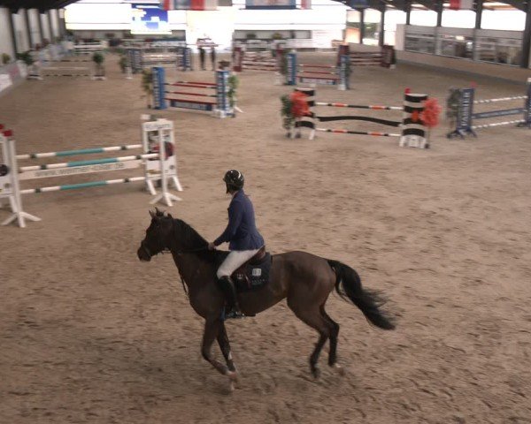 Reitturnier Borken (Hessen) 2025