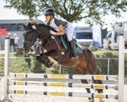 jumper Johnny Star Light (Welsh-Cob (Sek. D), 2012, from Brynnebo Magic)