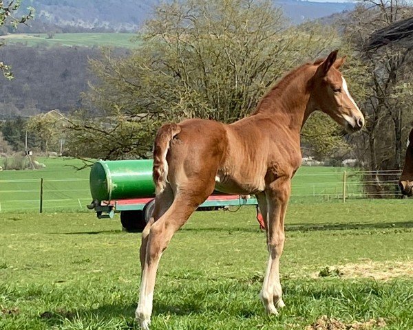 Pferd Viva Royal (Deutsches Sportpferd, 2021, von Viva Gold OLD)