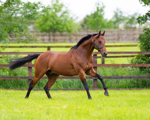 stallion National Defense xx (Thoroughbred, 2014, from Invincible Spirit xx)