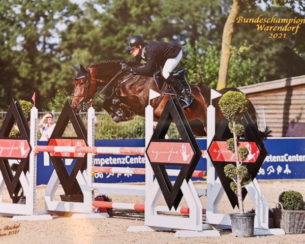 jumper Sidney 208 (Oldenburg show jumper, 2016, from Sir Obolensky Z)