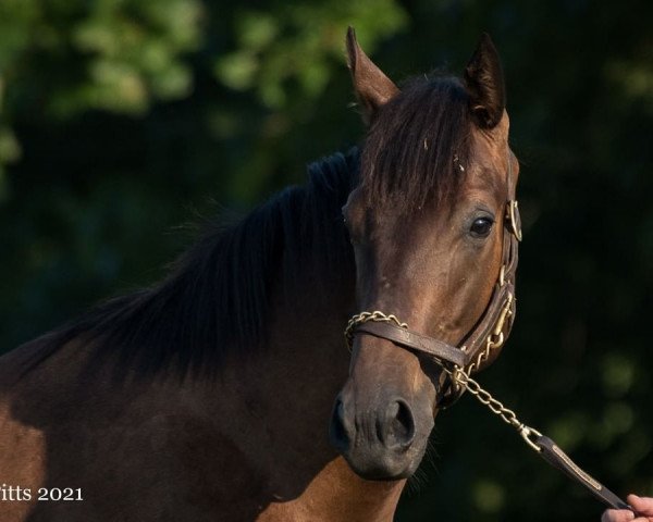 horse Hengst von Malibu Moon xx (Thoroughbred, 2020, from Malibu Moon xx)