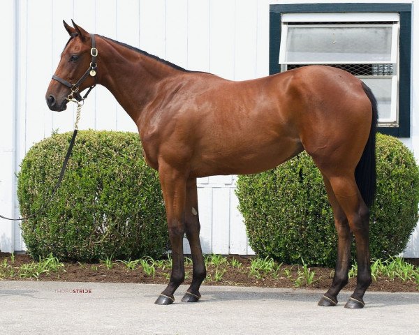 horse Stute von Justify xx (Thoroughbred, 2020, from Justify xx)
