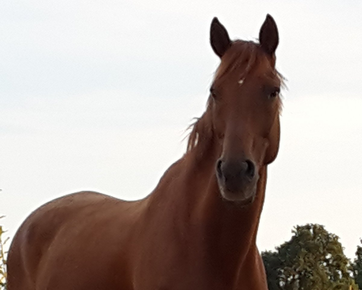 dressage horse Akatscho (Hanoverian, 1996, from Akatschi)