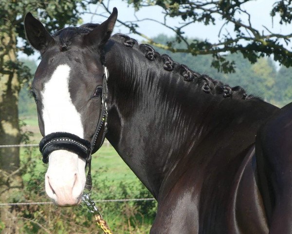 horse Tamina (Hanoverian, 2016, from Talismann 93)