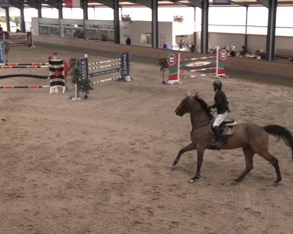 Reitturnier Borken (Hessen) 2025