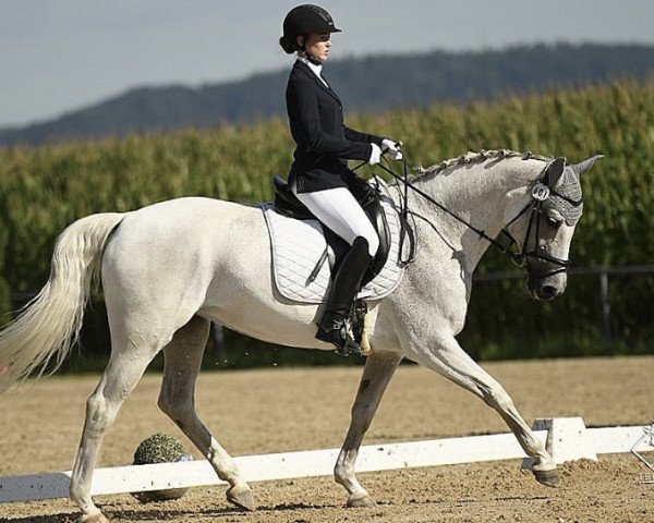 dressage horse Clair de Lune 19 (Hanoverian, 2007, from Contendros Bube)