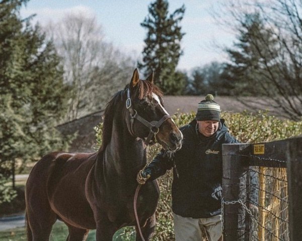 stallion War Front xx (Thoroughbred, 2002, from Danzig xx)