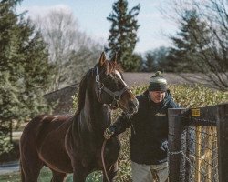 stallion War Front xx (Thoroughbred, 2002, from Danzig xx)