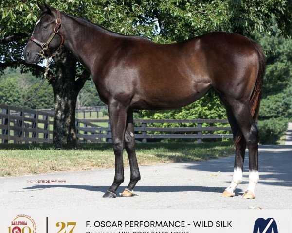 Pferd Stute von Oscar Performance xx (Englisches Vollblut, 2020, von Oscar Performance xx) Pferd Stute von Oscar Performance xx (Englisches Vollblut, 2020, von Oscar Performance xx)