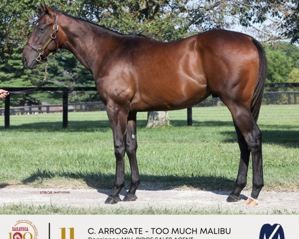 horse Hengst von Arrogate xx (Thoroughbred, 2020, from Arrogate xx)