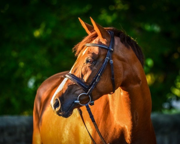 jumper Latoya F (German Sport Horse, 2019, from Balou du Rouet)