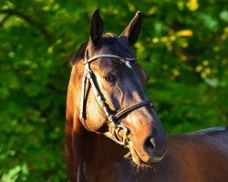 jumper Cornet's Smart (German Sport Horse, 2016, from Cornet Obolensky)
