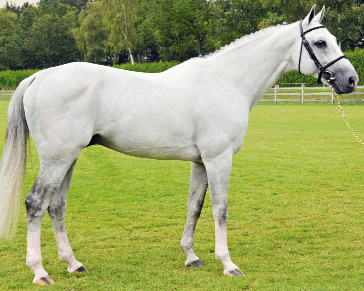 Deckhengst Untouchable (KWPN (Niederländisches Warmblut), 2001, von Hors La Loi II)