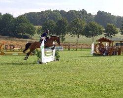 jumper Chica 196 (Oldenburg show jumper, 2014, from Cafe's Champus)