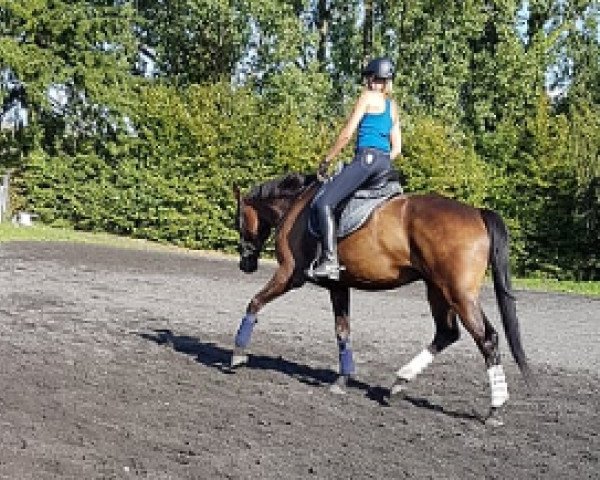horse Spitano (Hanoverian, 2013, from Spörcken)