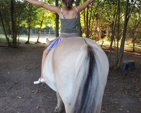 dressage horse Kurt (Fjord Horse, 1991, from Unbekannt)